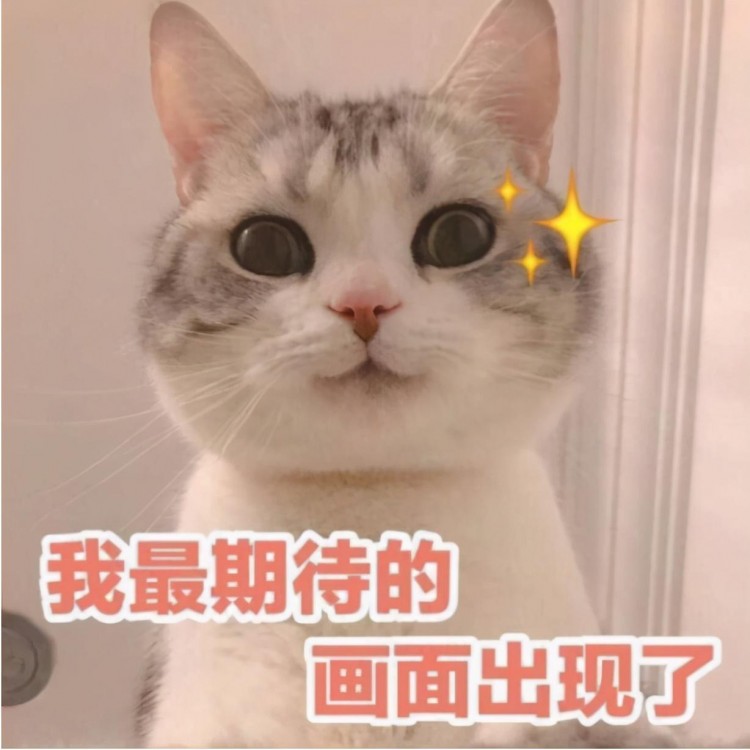 猫咪拉稀吃什么好？