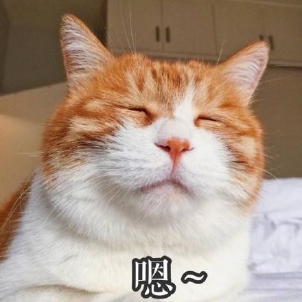 猫咪便臭吃什么猫粮好？