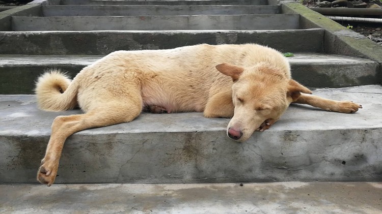 土狗为何不吃主人筷子上的肉？三点宠物犬饲养者所不了解的原因