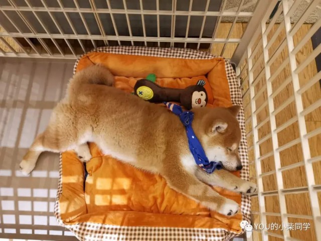 收入不过万养不起柴犬？大错特错！养柴犬究竟要多少钱？